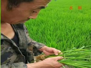 使用林平光碳微生物菌剂的水稻