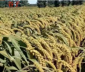 使用林平光碳微生物菌剂的谷子