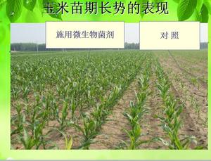 使用林平光碳微生物菌剂的玉米和常规肥料的玉米对比图
