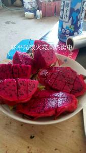 林平光碳火龙果
